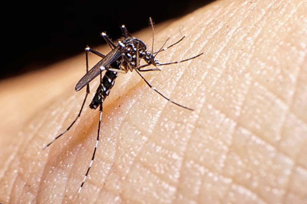 0.59568200 1467785096 aedes