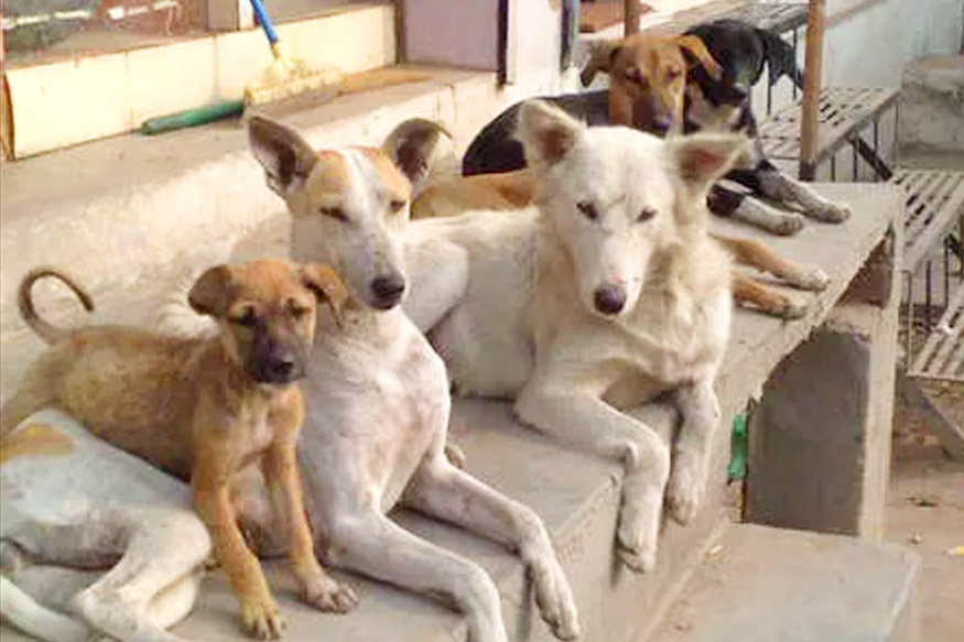 stray dogs