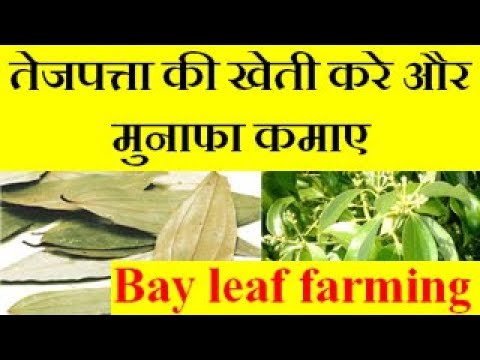 Business Idea: इस पत्ते के सिर्फ 50 पौधों से होती है सालाना 2.50 लाख रुपये तक की आमदनी 4 hqdefault