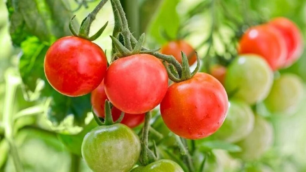 Tomato farming