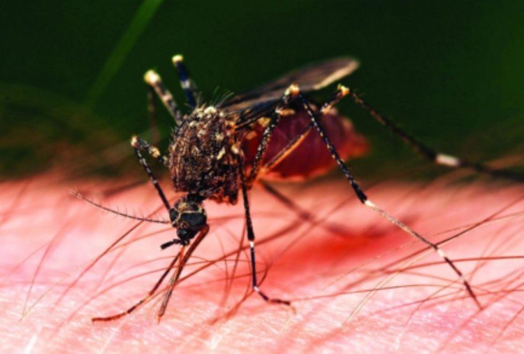 डेंगू का कहर जारी, अब तक 9 लोगों की मौत, मरीजों का आंकड़ा पहुंचा दो हजार 3 meerut news 1537105805